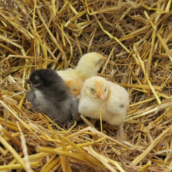 Cute chicks — Stock Photo, Image