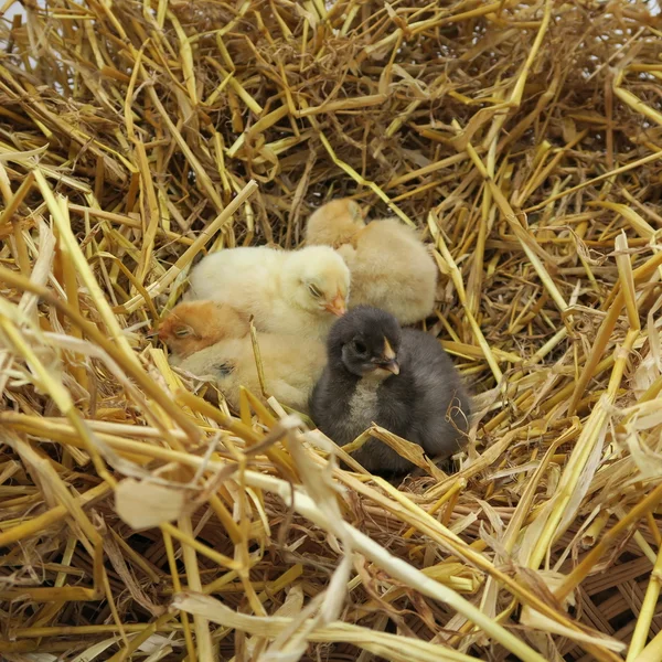 Poussins mignons — Photo