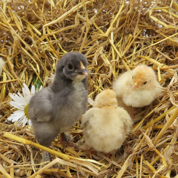 Söta kycklingar — Stockfoto