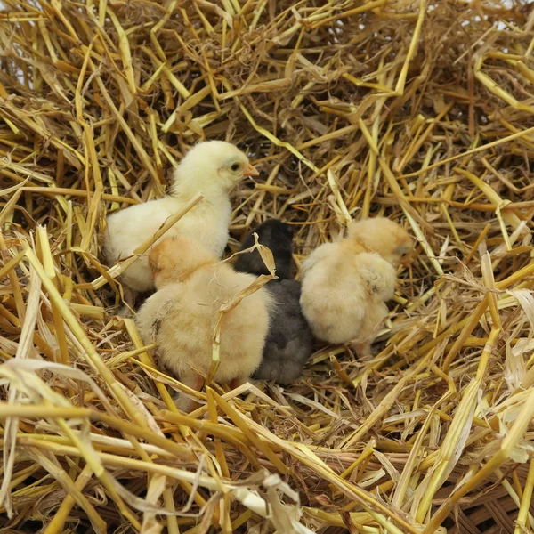 Niedliche Küken — Stockfoto