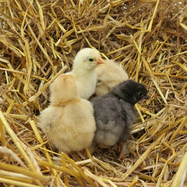 Niedliche Küken — Stockfoto