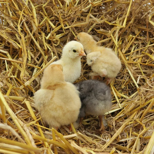 Söta kycklingar — Stockfoto