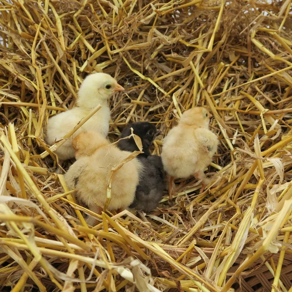 Poussins mignons — Photo