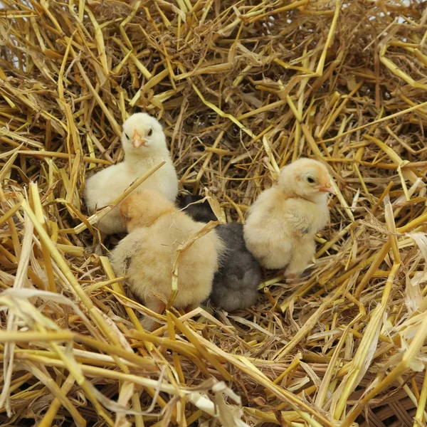 Poussins mignons — Photo