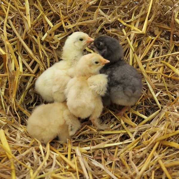 Poussins mignons — Photo