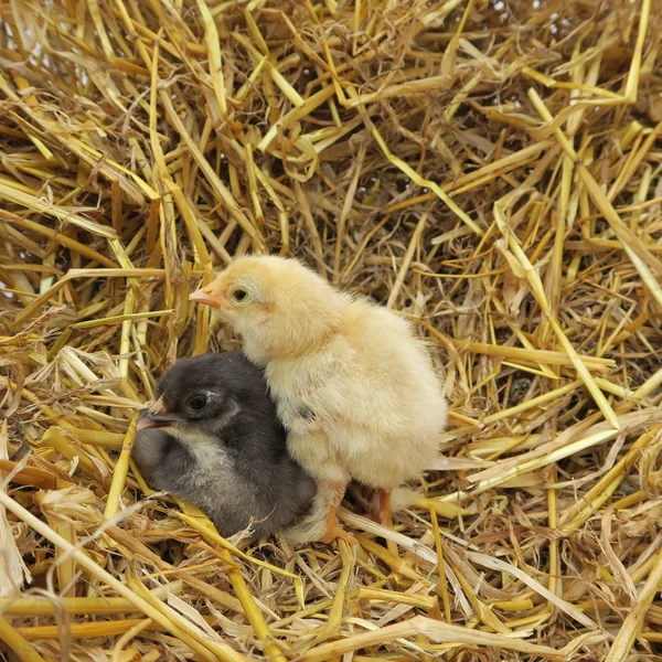 Poussins mignons — Photo