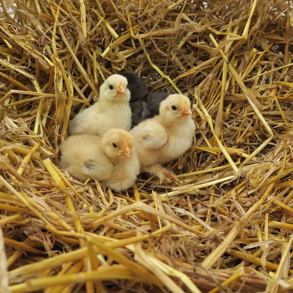 Cute chicks — Stock Photo, Image