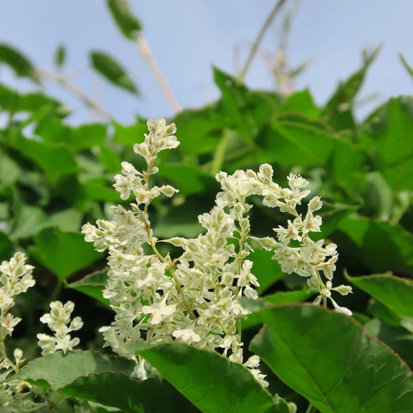 Fallopia baldschuanica 로열티 프리 스톡 이미지