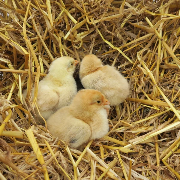 Cute chicks — Stock Photo, Image