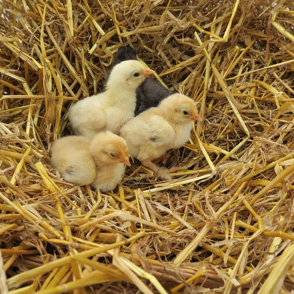 Cute chicks — Stock Photo, Image