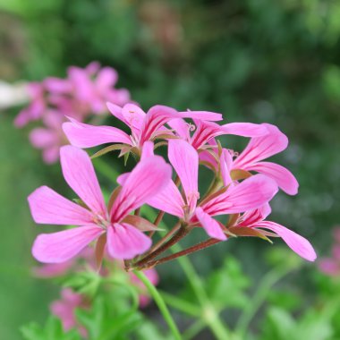 pembe Pelargonien