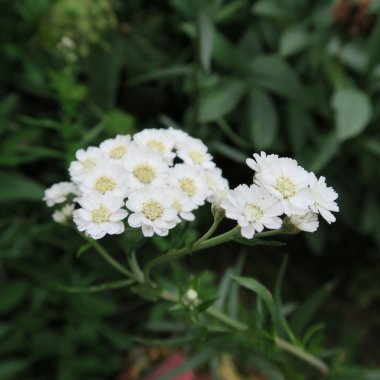 Gypsophila paniculata