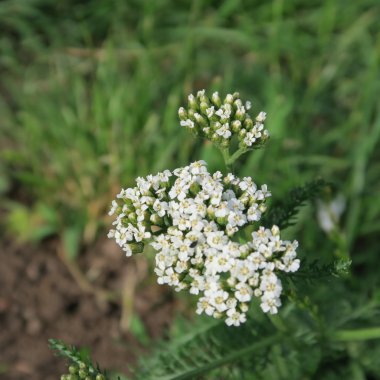 Achillea millefolium