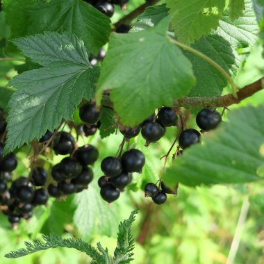 Ribes nigrum