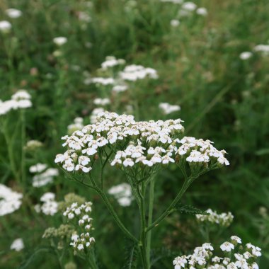 Achillea millefolium