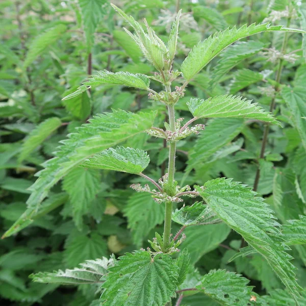 Urtica