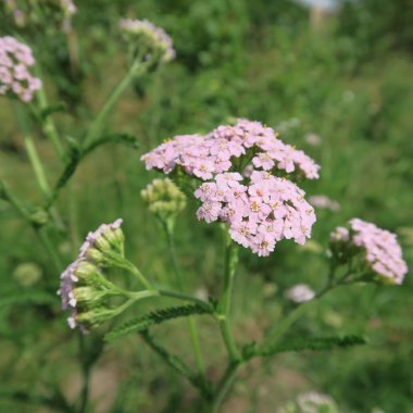 pembe, Achillea millefolium