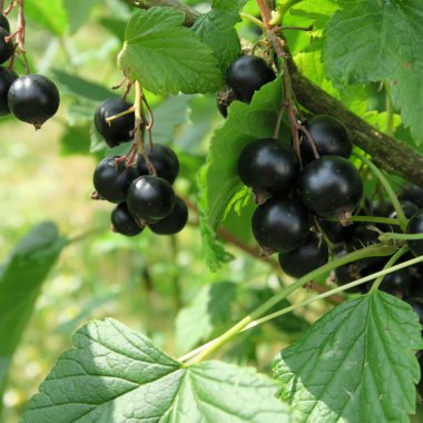 Ribes nigrum