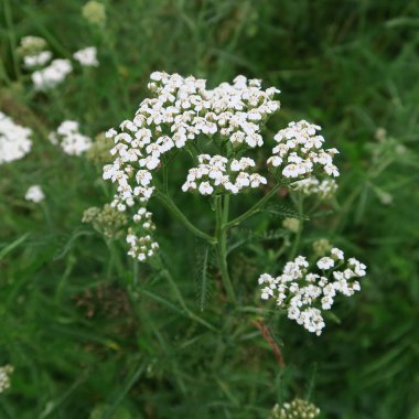 Achillea millefolium