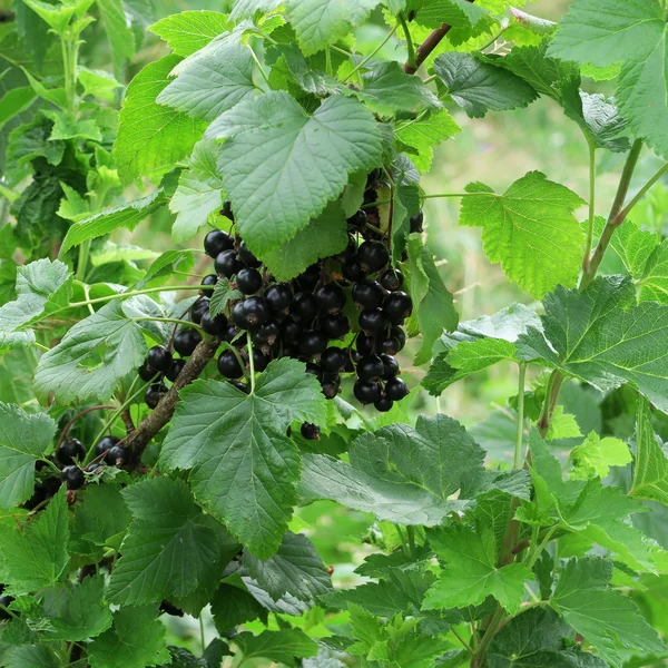 Ribes nigrum — Stok fotoğraf