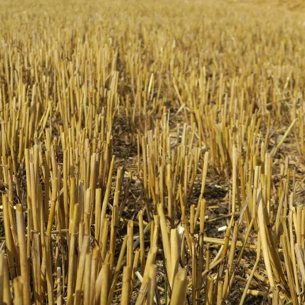 After harvesting — Stock Photo, Image