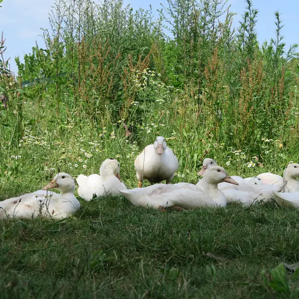 White ducks — Stock Photo, Image