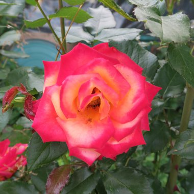 güzel güller yaz saati