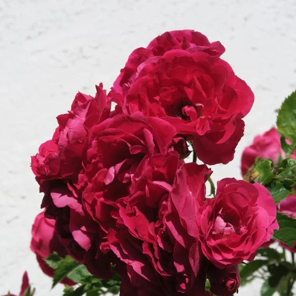 美丽的玫瑰夏天的时间 — 图库照片