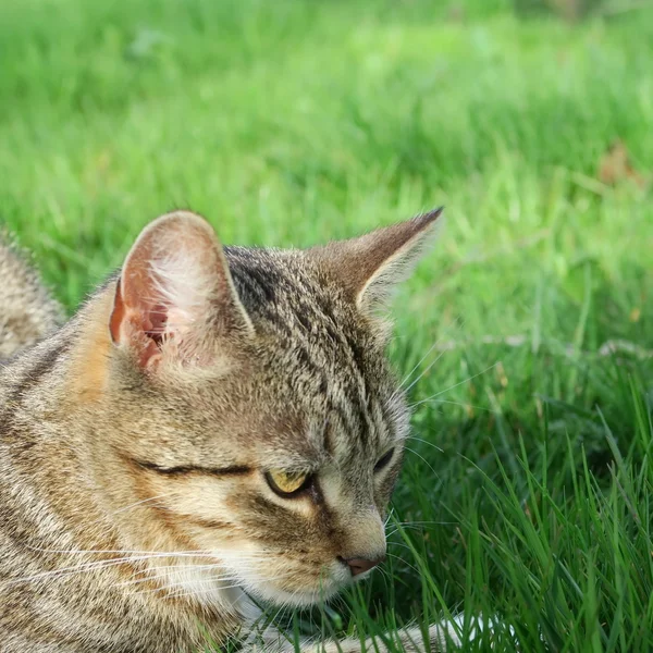 Gato en hierba —  Fotos de Stock