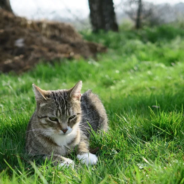 Kedi otu — Stok fotoğraf