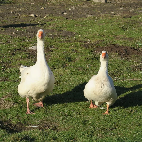 Zwei weiße Hausgänse im Frühling auf der Wiese — Stockfoto