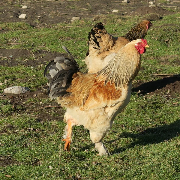 Belas galinhas incomuns na primavera no prado — Fotografia de Stock
