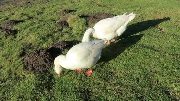 Deux oies de la maison blanche au printemps dans la prairie — Video