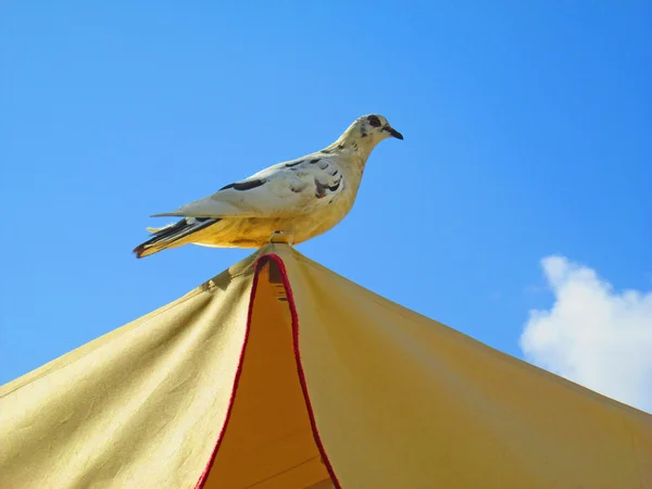 Güzel güvercin - gökyüzü arka plan — Stok fotoğraf