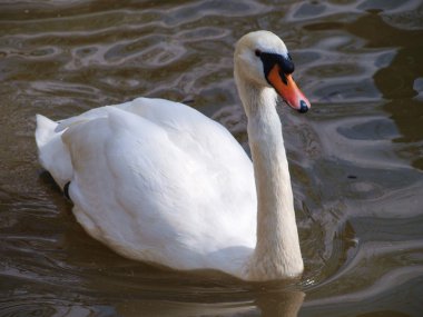 Gölette yüzen beyaz kuğu