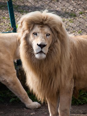 Yetişkin erkek aslan - aslan arkasında