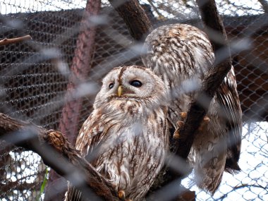 İki genç baykuş çubuklu