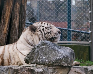 Rock tarafından dinlenme beyaz Bengal kaplanı