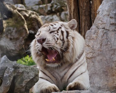 Beyaz bengal kaplanı kükreyen