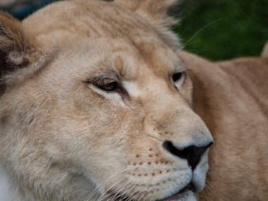 Dişi aslan aşırı closeup vurdu