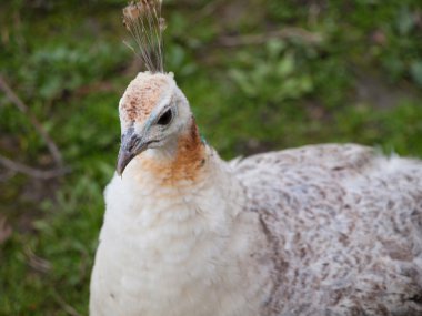 Onun boynuna sarı çizgili beyaz peahen