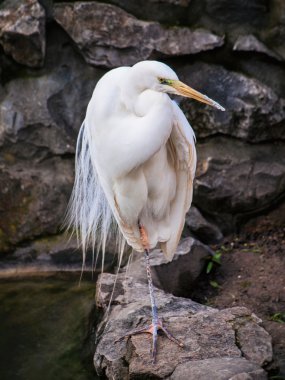 Snowy balıkçıl - tek ayak üstünde duran