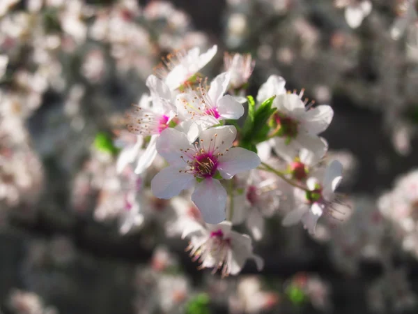 Små rosa blomma blommor - närbild — Stockfoto