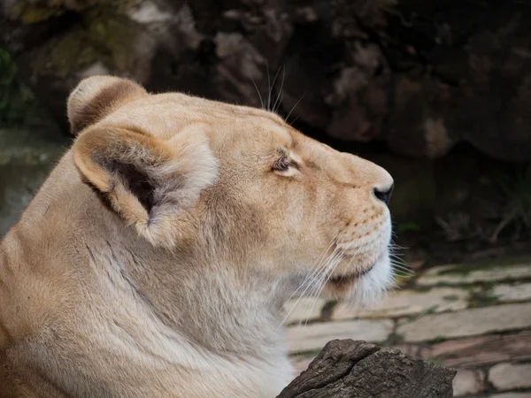 White lioness head profile closeup shot — Stock Photo, Image