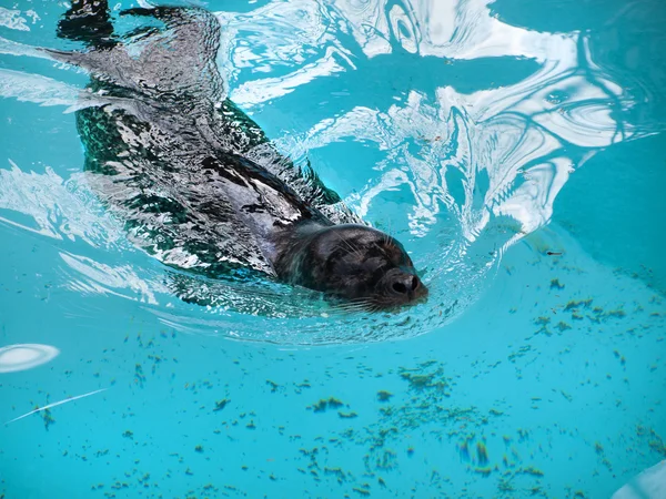 Phoque noir nageant dans l'eau bleue claire — Photo