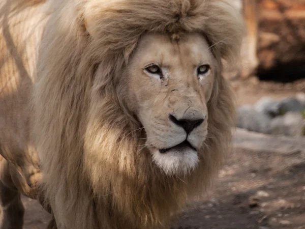 Male lion starring — Stock Photo, Image
