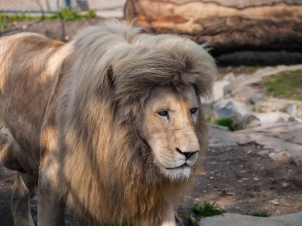 Big adult male lion — Stock Photo, Image