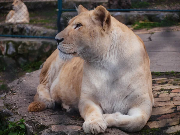 White lioness resting - another lioness in the background — Stock Photo, Image