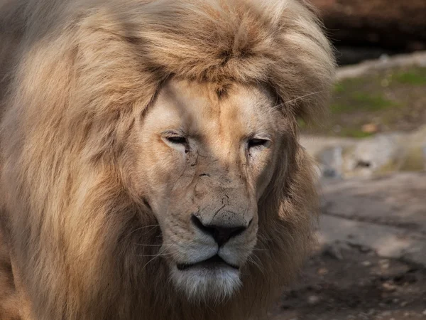 Lion head closeup - eyes closed — Stock Photo, Image