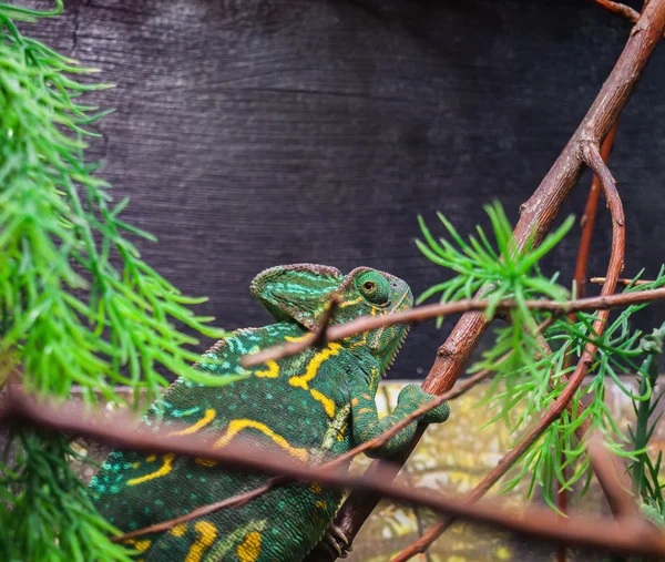 Veiled Chameleon on a twig — Stock Photo, Image